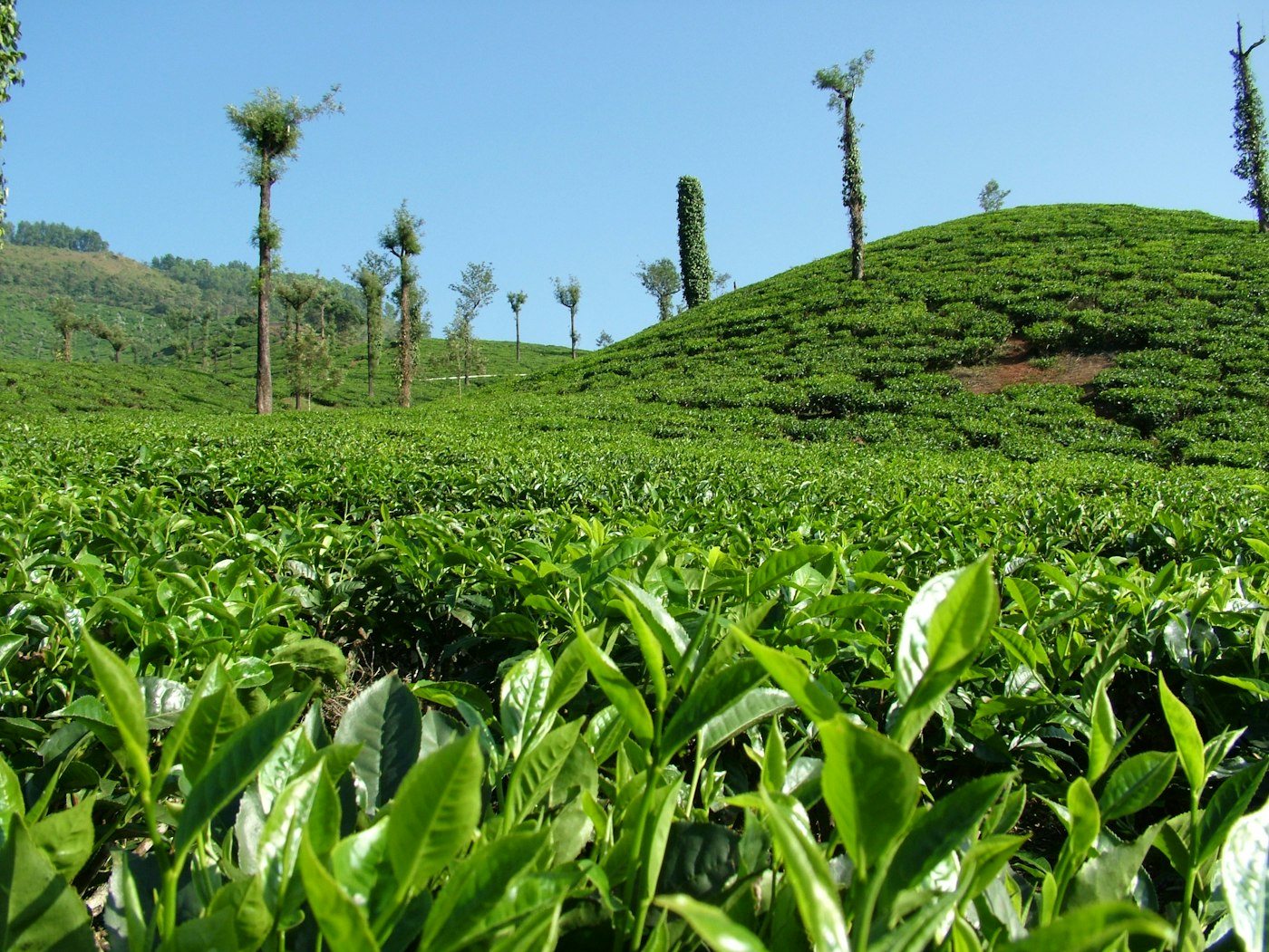 Tea plantation fields
